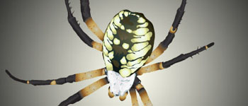 Personal Illustration - Writing Spider