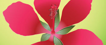 Personal Illustration - Hibiscus Flower